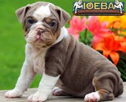 English bulldog coloring page from dogs category. Color Chart