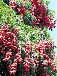 Lychee Mauritius Tree Growing And General Information Lychee Tree Potted Trees Growing Tree