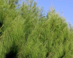 Image result for Casuarina junghuhniana