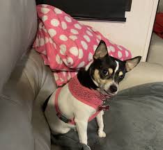 This adorable mix comes in a very small size, which is between 6 to 10 inches (15 to 25 cm) tall. 33 Fox Terrier Chihuahua Mix Ideas Fox Terrier Chihuahua Mix Chihuahua