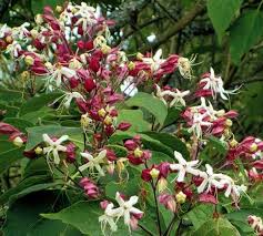 Image result for Clerodendrum ternatum