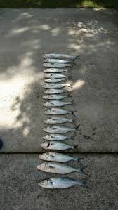 O que fazer nas proximidades de wrightsville beach no tripadvisor: Wrightsville Beach Nc Fishing Reports Map Hot Spots
