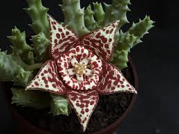 The dracunculus vulgaris , also known as the stink lily, comes from greece and the surrounding area. Stapelieae Wikipedia