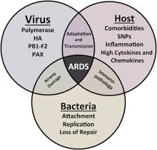 Complex viral, bacterial, and host factors contribute to the pathogenesis and treatment of bacterial coinfection of influenza. The Role Of Viral Host And Secondary Bacterial Factors In Influenza Pathogenesis The American Journal Of Pathology