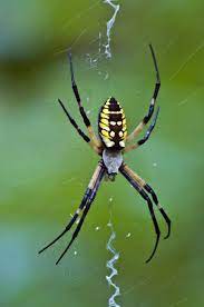 Argiope Or Black And Yellow Garden Spider Wow Products Insects Spider