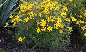 Coreopsis Verticillata Grandiflora Ist Gross Und Reichblutiger Als Die Wildart Sie Zeigt Von Juni Bis In Den September H Stauden Blumenbeet Gartengestaltung