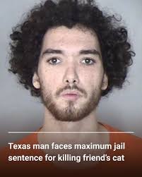 The cats' deaths were the result of violent outbursts from Johnson while  cat sitting for his best friend ⤵️