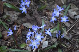 Image result for Landolphia cuneifolia