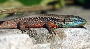 Image result for Lessertia falciformis