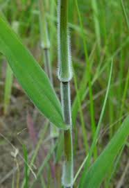 Image result for Dichapetalum deflexum