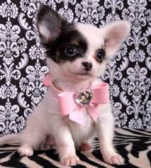 Chihuahua Animales Y Mascotas Tipos De Perros Animales Bebe Bonitos