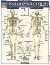 Skeletal System Advanced Examville Skeletal System Human Body Systems Skeletal