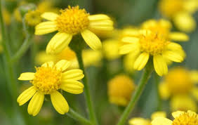 Image result for Cineraria