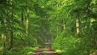 Deciduous - , 