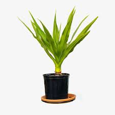 Image result for Crinum asiaticum