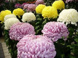 To grow the flower, there are some easy guides to help you: Chrysanthemum Morifolium Wikipedia