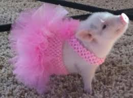 Mini Pig Cute Baby Pigs Cute Piglets Mini Pig Pet