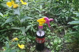 But even if the tests go flawlessly, the real challenge lies in getting rid of plastic altogether. Gardening Hacks Using Coca Cola Amazing Cook It