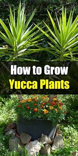 How To Grow Yucca Plants Easy Balcony Gardening Yucca Plant Yucca Plant Indoor Plants