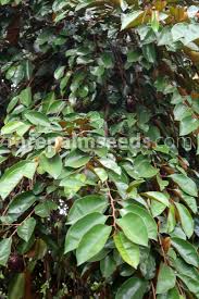 Image result for Chrysophyllum