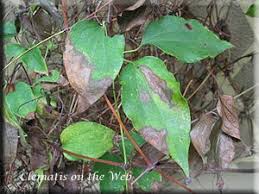 We did not find results for: Clematis On The Web Diseases Wilt
