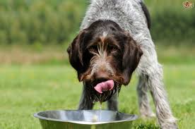 It will make it easier to advance your bernedoodles training. Providing Water For Your Dog Pets4homes