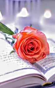 Pin By Ya Hay On Quraan Flowers Plants Rose
