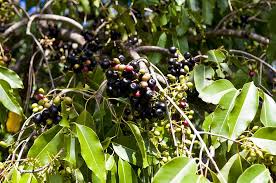 Amazon's choice for jamun fruit. An Evergreen Crop Jamun Tree Peep Here To Know The Farming Tricks