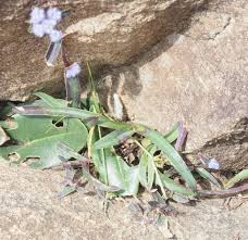 Image result for Cyanotis lanata