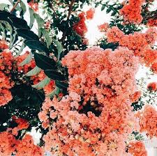 Find over 100+ of the best free flowers aesthetic images. Plant Life Floral Inspiration Pretty Plants Flower Aesthetic Planting Flowers