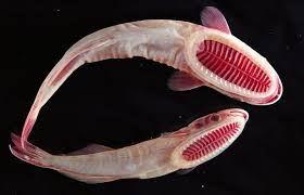 No need to wander anywhere. Google Image Result For Http Www Documentingreality Com Forum Attachments F181 308641d1317853385 Stran Weird Sea Creatures Underwater Creatures Sea Creatures