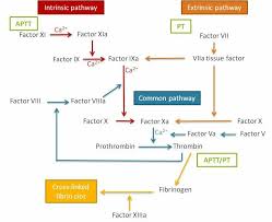 Image result for Anticoagulation Pathway