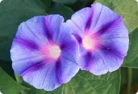 Image result for Ipomoea transvaalensis