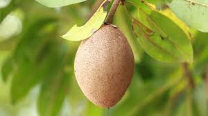 Check spelling or type a new query. Sapodilla How To Eat It What Does It Taste Like In The Kitchen With Matt