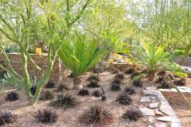 Image result for Dioon