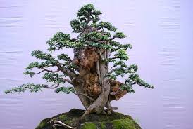 Bonsai Serut Kata Siapa Tanaman Cantik Harus Mahal