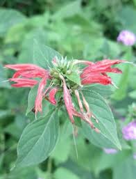 Image result for Dicliptera carvalhoi