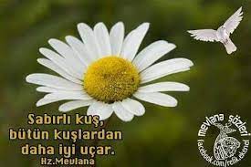 sabirli kus butun kuslardan daha iyi ucar hz mevlana instagram plants