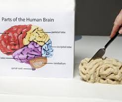 How To Make A Model Of A Brain For A School Project Ehow Brain Models School Projects Making A Model