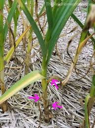 The first sign is that the lower leaves of the scapes start to turn brown. How And When To Harvest Garlic