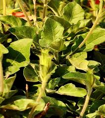 Image result for Crossandra mucronata