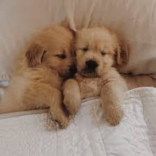 The english golden is such an amazing breed. See These Adorable Photos Of Golden Retriever Puppies Popsugar Pets