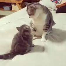  Pintar Pet Video Petpintar Profile Pinterest