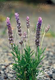Image result for Lavandula dentata