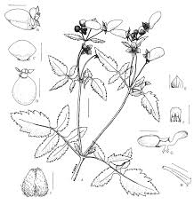 Image result for Calceolaria tripartita