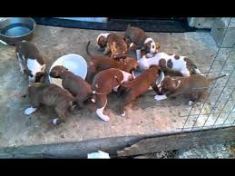 And remember, feeding a pit bull puppy is very different, so different rules apply. My Pitbull Puppies Eating Youtube