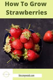 Strawberries thrive in a well drained soil and are especially well adapted to slightly acidic sandy loams. Grow Strawberries How To In A Pot In A Garden Tips And More