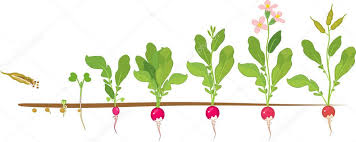 Check spelling or type a new query. Radish Life Cycle Consecutive Stages Of Growth From Seed To Flowering And Fruit Bearing Plant Premium Vector In Adobe Illustrator Ai Ai Format Encapsulated Postscript Eps Eps Format