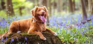 Based out of arizona, happy tails travel is an experienced pet relocation company. Personalized Pet Shipping Relocation Services Happy Tails Travel
