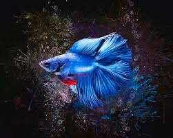 Due to the genetic twist. Blue Double Tail Betta Fish Digital Art By Scott Wallace Digital Designs